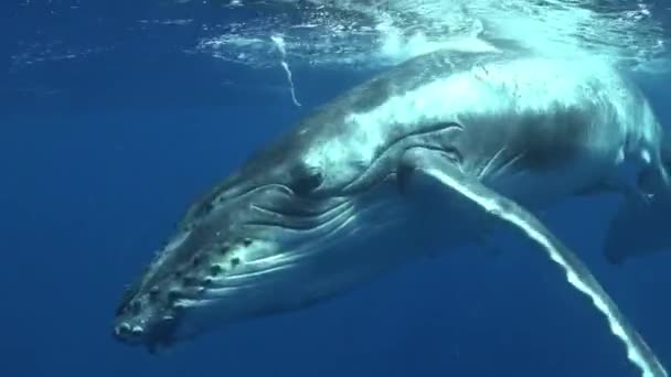 Close-up whale underwater with diver in Pacific Ocean. — Stock Video