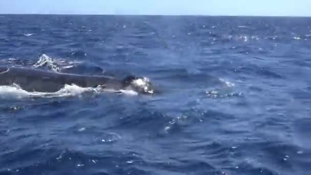 Back of whale above surface of water of ocean. — Stock Video