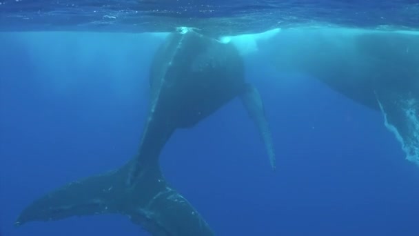 Ternero ballena jorobada con ballena de vaca bajo el agua en el Océano Pacífico. — Vídeo de stock