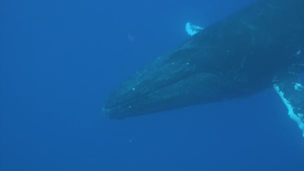 Humpback whale underwater in Pacific Ocean. — Stock Video