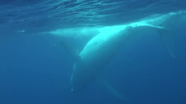 Ballena jorobada bajo el agua cerca de la superficie del agua en el Océano Pacífico. — Vídeo de stock