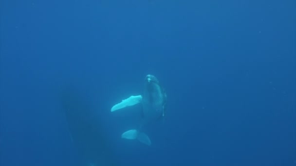 Whales underwater of Pacific Ocean. — Stock Video