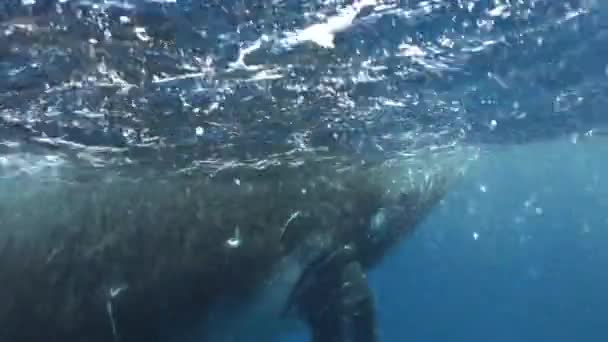 Tumbling paus bawah air di Samudera Pasifik. — Stok Video