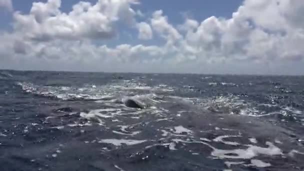 Ballena jorobada cerca de la superficie del agua en el Océano Pacífico. — Vídeo de stock