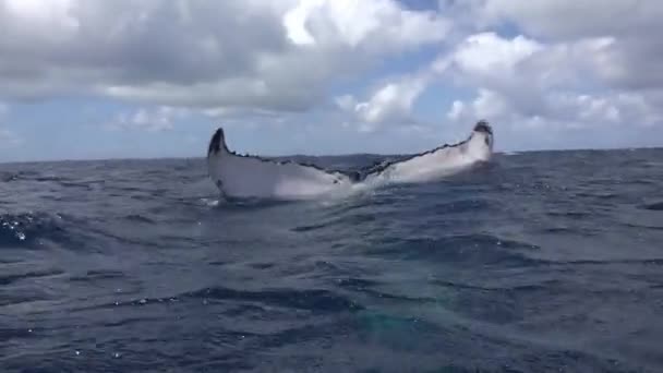 Κοντινό πλάνο ουρά της φάλαινας humpback πάνω από την επιφάνεια του νερού και υποβρύχια πλαίσιο βίντεο. — Αρχείο Βίντεο