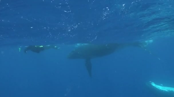 Les plongeurs nagent avec la baleine à bosse sous l'eau dans l'océan Pacifique. — Video