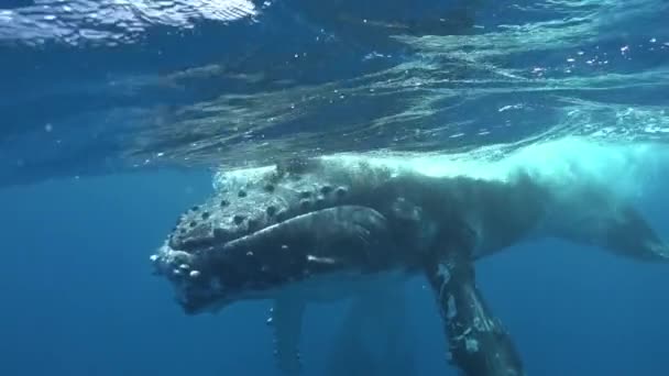 Humpback whales underwater of Pacific Ocean. — Stock Video