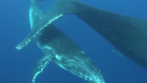 Ballenas jorobadas bajo el agua del Océano Pacífico. — Vídeo de stock