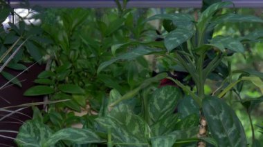 Kış bahçesinin pencerelerinde çiçekli panjurlar.