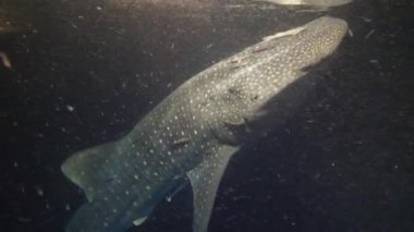 Büyük balina köpekbalığı Rhincodon tipus Maldivler 'de gece teknenin arkasında plancton besleniyor.