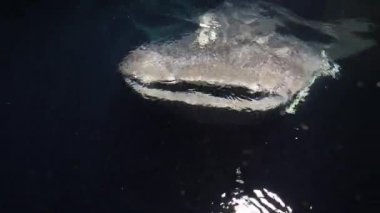 Büyük balina köpekbalığı Rhincodon tipus Maldivler 'de gece teknenin arkasında plancton besleniyor.