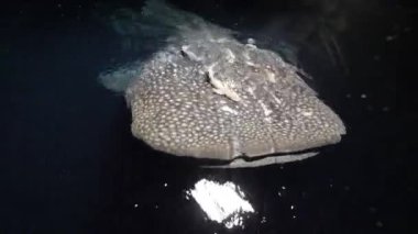 Büyük balina köpekbalığı Rhincodon tipus Maldivler 'de gece teknenin arkasında plancton besleniyor.