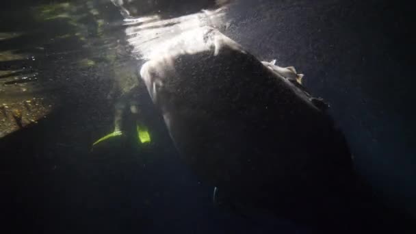 Big whale shark Rhincodon typus feeding on plancton behind boat at night in Maldives — Stock Video