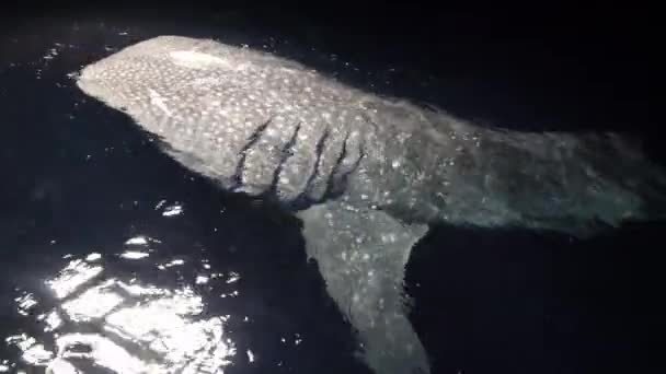 Büyük balina köpekbalığı Rhincodon tipus Maldivler 'de botun arkasında plancton besleniyor. — Stok video