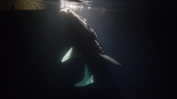 Nagy bálna cápa Rhincodon typus táplálkozás plankton mögött hajó éjjel Maldív-szigeteken — Stock videók