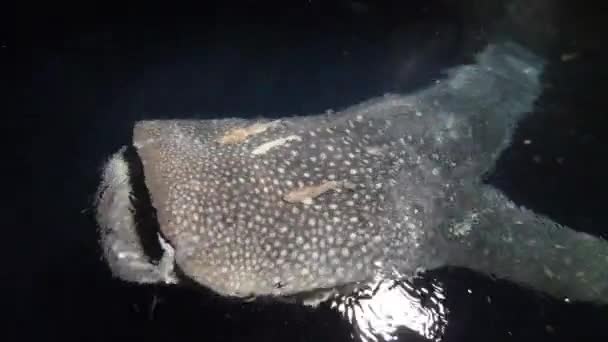 Grote walvishaai Rhincodon typus voedt zich 's nachts met plancton achter de boot op de Malediven — Stockvideo