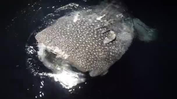 Grote walvishaai Rhincodon typus voedt zich 's nachts met plancton achter de boot op de Malediven — Stockvideo