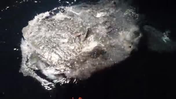 Big whale shark Rhincodon typus feeding on plancton behind boat at night in Maldives — Stock Video