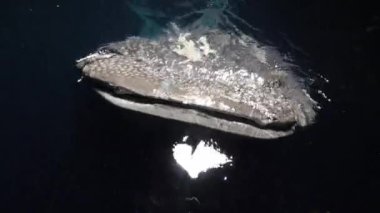 Büyük balina köpekbalığı Rhincodon tipus Maldivler 'de gece teknenin arkasında plancton besleniyor.