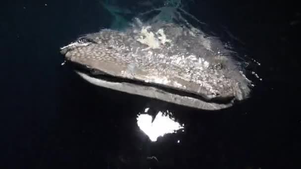 Storvalhaj Rhincodon typus livnär sig på planka bakom båten på natten i Maldiverna — Stockvideo