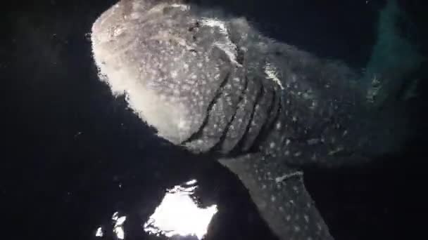 Velká velryba žralok Rhincodon typus krmení na plancton za lodí v noci na Maledivách — Stock video
