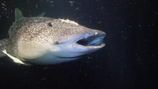 Big whale shark Rhincodon typus feeding on plancton behind boat at night in Maldives — Stock Video