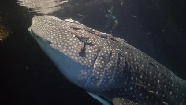 Hiu paus besar Rhincodon typus memakan plancton di belakang perahu di Maladewa — Stok Video