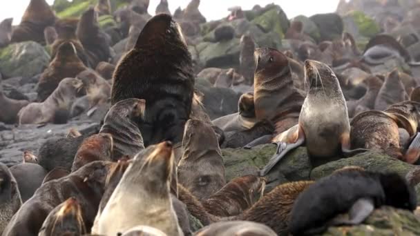 Rodina tuleně ušatého Otariidae se zvukem. — Stock video