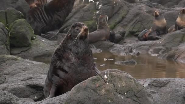 Kuzey kürklü erkek fok hayvan portresi. — Stok video