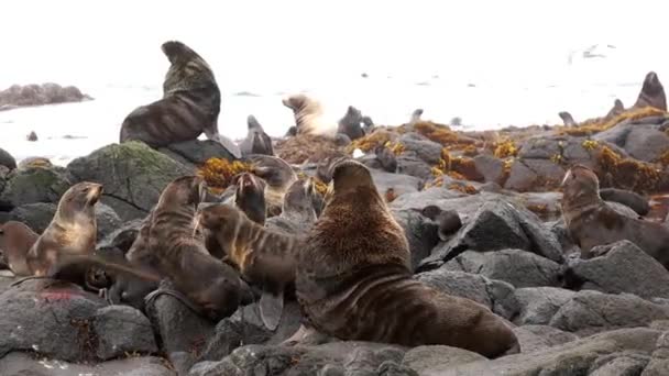 Keluarga anjing laut berbulu telinga Otariidae dengan suara. — Stok Video