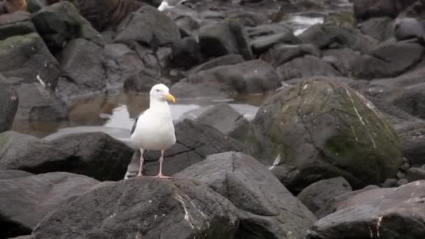 Птичья чайка на скалах рядом с тюленями со звуком. — стоковое видео