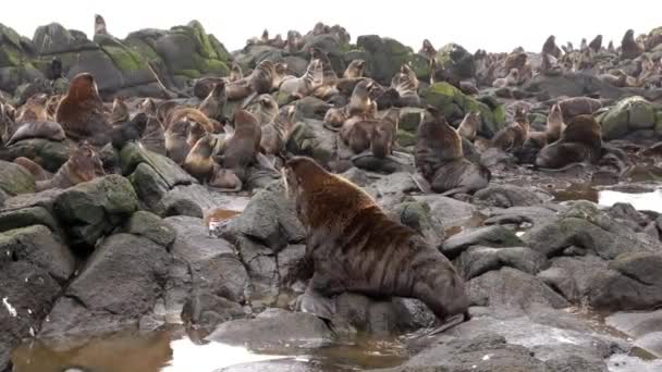 Famiglia di Otariidi dalle orecchie a foca da pelliccia con suono. — Video Stock