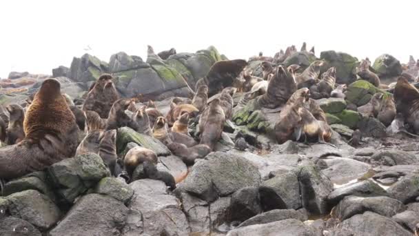 Família de focas-de-pele Otariidae com som. — Vídeo de Stock