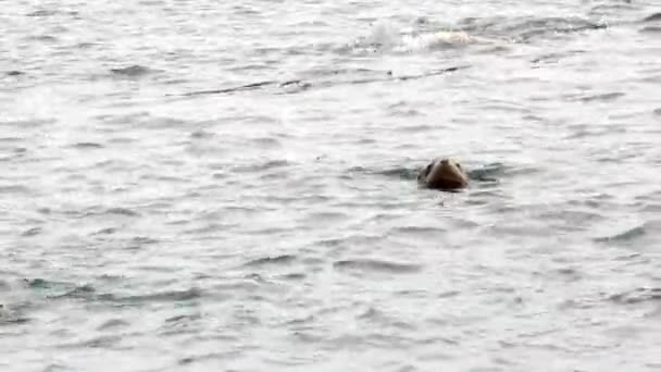 Группа ушных тюленей ныряет в воду Охотского моря. — стоковое видео