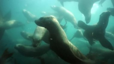 Okhotsk Denizi 'nin suları altında yavruları olan kulaklı fok dişi hayvan..