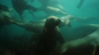 Okhotsk Denizi 'nin sualtı fokları.