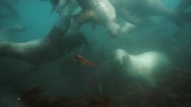 Okhotsk Denizi 'nin altında bir grup fok balığı..