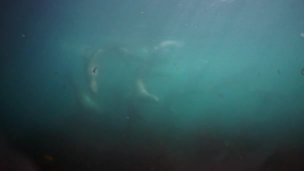 Famille d'otaries otaries mammifères marins sous-marins de la mer d'Okhotsk. — Video