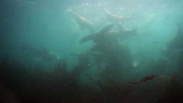 Σφραγίδες υποβρύχιες της θάλασσας του Okhotsk. — Αρχείο Βίντεο