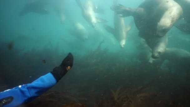 Группа тюленей возле водолаза под водой Охотского моря. — стоковое видео