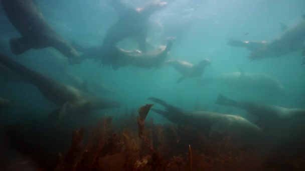 Groep zeehonden onder water van de Zee van Okhotsk. — Stockvideo