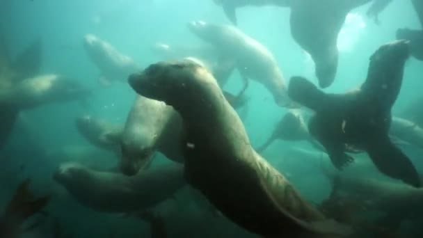 Ušní tuleně samice s mláďaty pod vodou z Okhotského moře. — Stock video