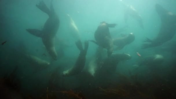 オホーツク海の濁った海に潜る北方ライオン哺乳動物. — ストック動画
