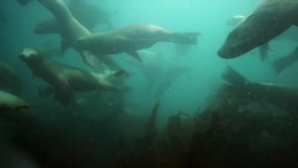 Manada de focas bajo el agua del Mar de Okhotsk. — Vídeos de Stock