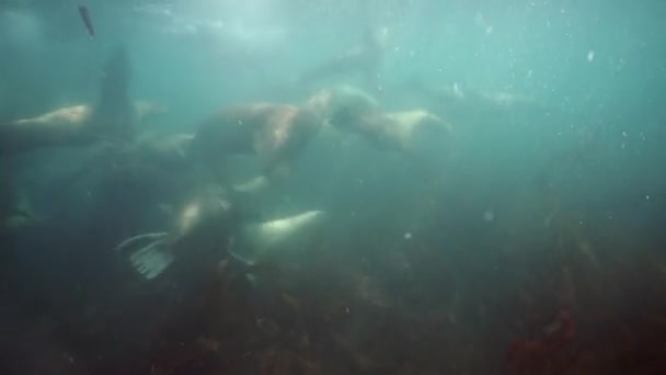 Selos subaquáticos do Mar de Okhotsk. — Vídeo de Stock