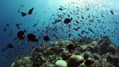 Fiji 'nin sualtı okyanusunda mercan resiflerinde balık hareketi okulu.
