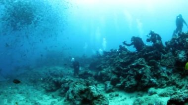 Balık ve grup köpekbalığı sürüsü, Fiji 'nin sualtı okyanusu yakınında..