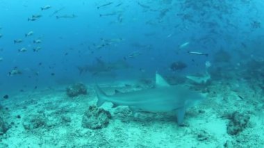 Fiji 'de Pasifik Okyanusu' nun köpekbalıkları ve balık sürüsü.