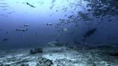 Fiji Okyanusu 'nun sualtı köpekbalıklarını beslemek.