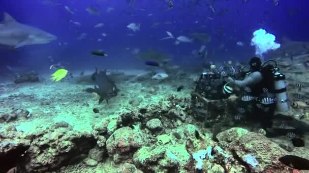 Mergulhador alimenta tubarões cinzentos e tubarão enfermeira bigode debaixo d 'água. — Vídeo de Stock